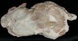 Partial Oligocene Camel (Poebrotherium) Skull - Nebraska #10752-2